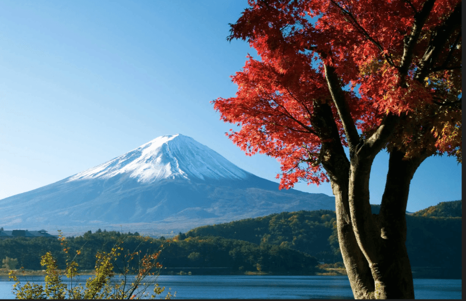 Monte Fuji con arce japonés